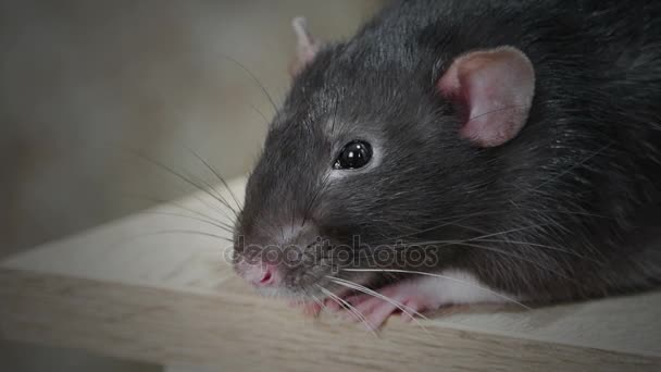 Animal domestic gray rat — Stock Video