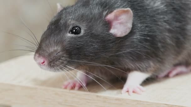 Dierlijke binnenlandse grijze rat — Stockvideo