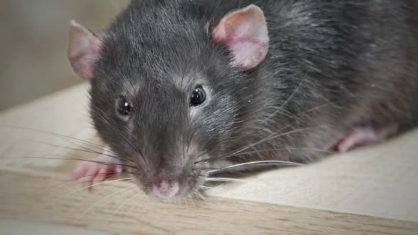 Djur inhemska grå råtta — Stockvideo