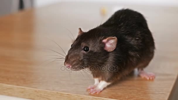 Animal domestic gray rat — Stock Video