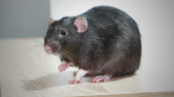 Ratto domestico grigio animale — Video Stock