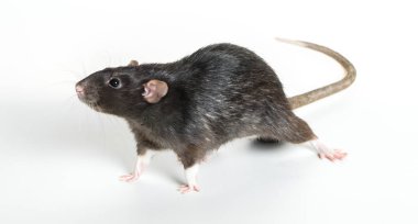 Hayvan gri sıçan yakın çekim 