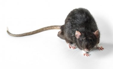 Hayvan gri sıçan yakın çekim