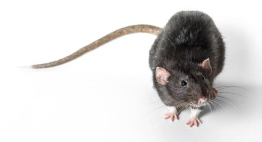 Hayvan gri sıçan yakın çekim