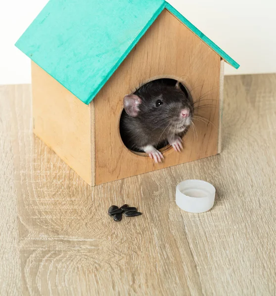 Gray rat peeps — Stock Photo, Image