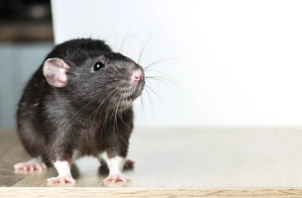 Dierlijke grijze rat close-up — Stockfoto