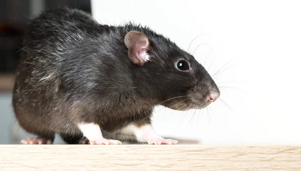 Zvířecí šedivé krysy detail — Stock fotografie