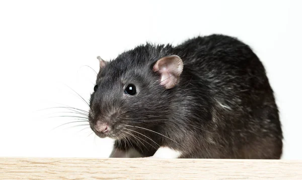 Zvířecí šedivé krysy detail — Stock fotografie