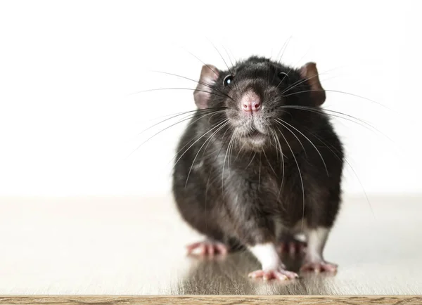 Tierisch graue Ratte aus nächster Nähe — Stockfoto