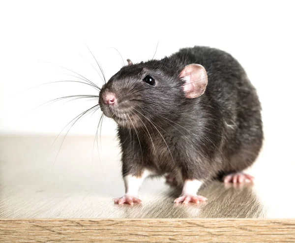 Ratto grigio animale primo piano — Foto Stock