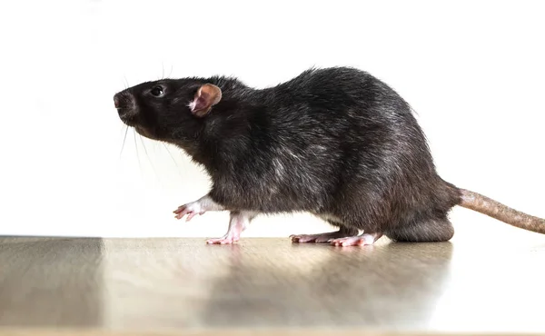 Ratto grigio animale primo piano — Foto Stock