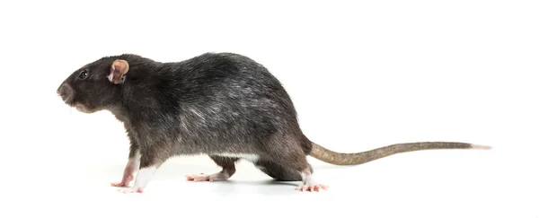 Ratto grigio animale primo piano — Foto Stock