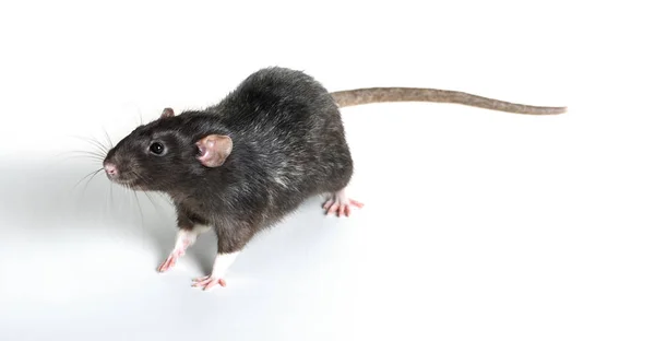 Rato cinzento animal close-up — Fotografia de Stock