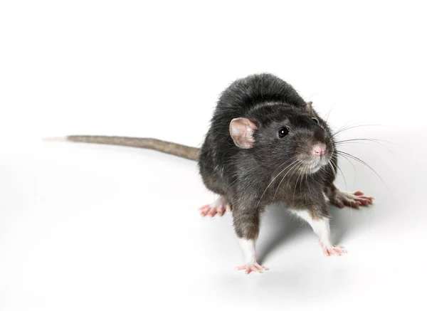 Zbliżenie zwierzę szary szczur — Zdjęcie stockowe