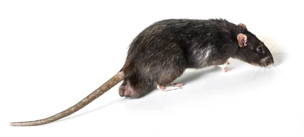 Ratto grigio animale primo piano — Foto Stock