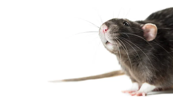 Gros plan sur rat gris animal — Photo