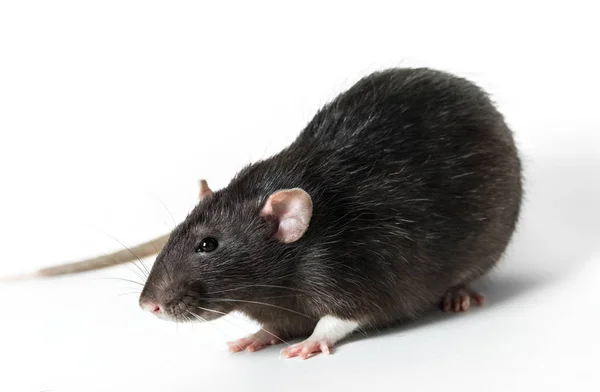 Rato cinzento animal close-up — Fotografia de Stock