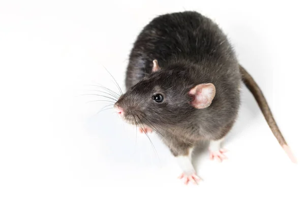 Tierisch graue Ratte aus nächster Nähe — Stockfoto
