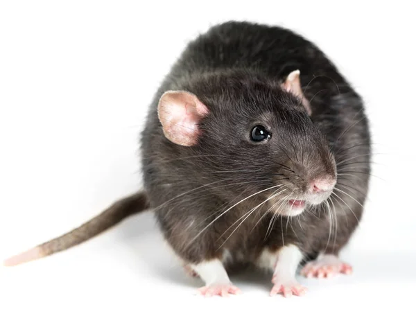 動物の灰色ネズミのクローズ アップ — ストック写真