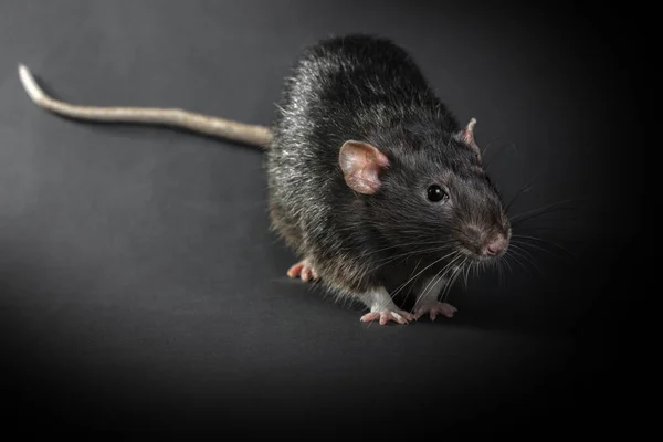 Djur grå råtta närbild — Stockfoto