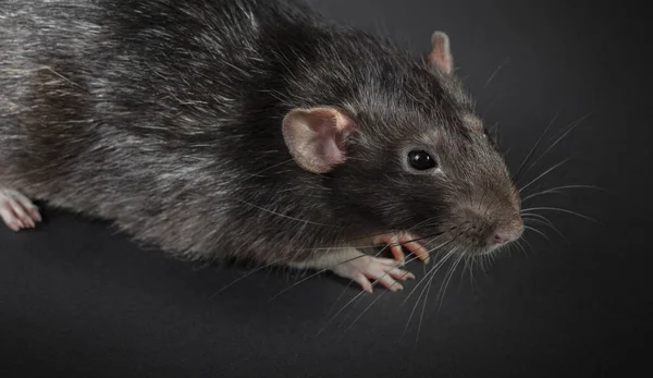 Tierisch graue Ratte aus nächster Nähe — Stockfoto