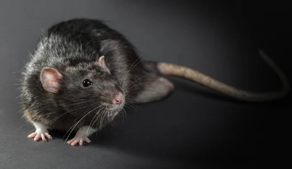Серая крыса крупным планом — стоковое фото