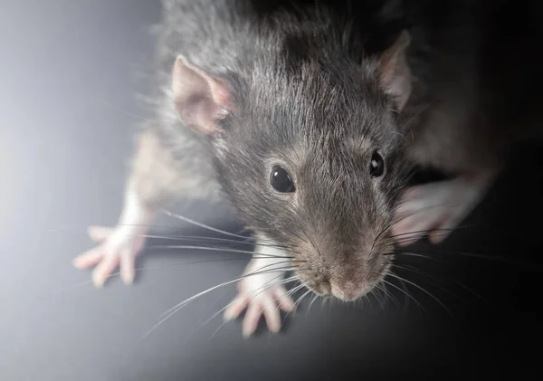 Gros plan sur rat gris animal — Photo