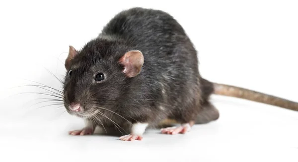 Zbliżenie zwierzę szary szczur — Zdjęcie stockowe