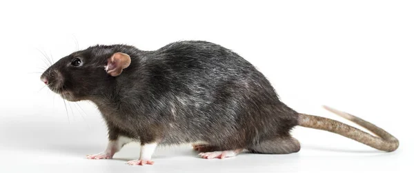 Animal gray rat close-up — Stock Photo, Image