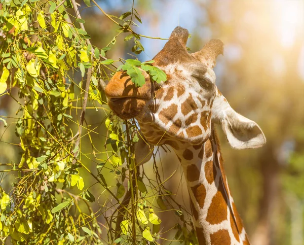 Žirafa jí listy — Stock fotografie