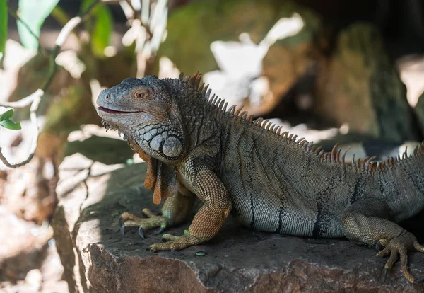 Lagarto iguana grande — Foto de Stock