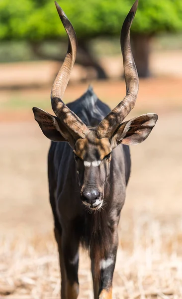 Тварина антилопи Бонго — стокове фото