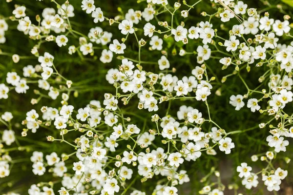 Witte groeiende bloemen close-up — Stockfoto