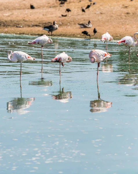 Rosafarbene Flamingos im Wasser — Stockfoto