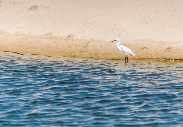 White heron in the water — Stock Photo, Image