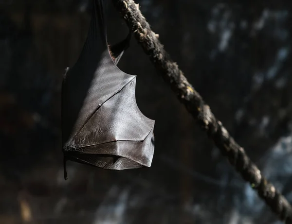 Zorros voladores en la naturaleza —  Fotos de Stock