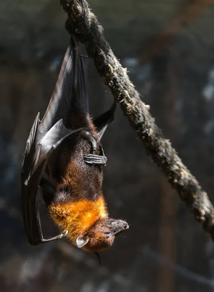 Fliegende Füchse aus nächster Nähe — Stockfoto