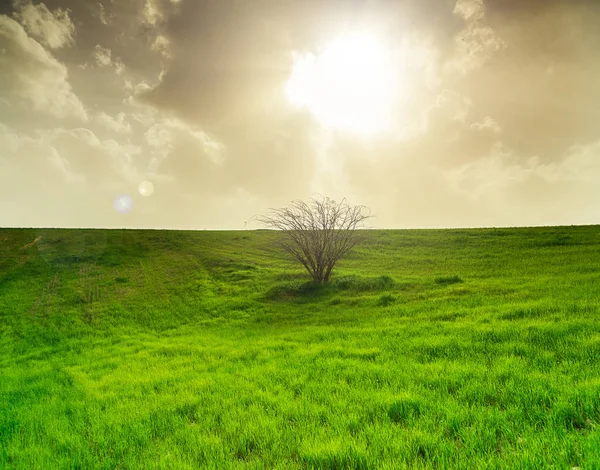 Поле с зеленой травой и деревом — стоковое фото