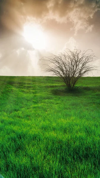 Field with green grass and tree — Stock Photo, Image