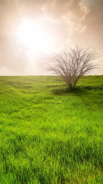 Поле с зеленой травой и деревом — стоковое фото