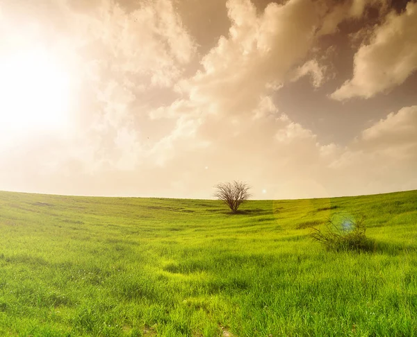 Field with green grass and tree — Stock Photo, Image