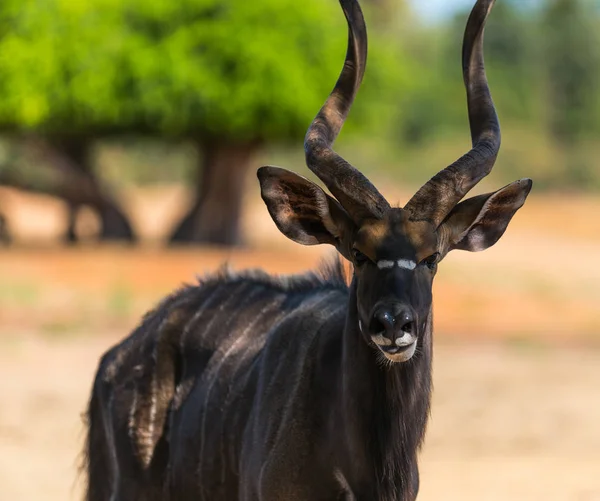 Tierantilopenbongo — Stockfoto