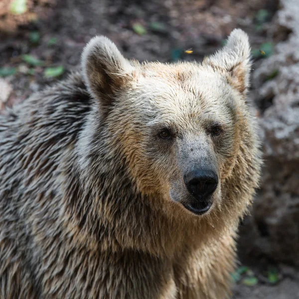 Wild animal brown bear — Stock Photo, Image