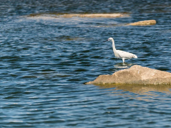 White heron in the water — Stock Photo, Image