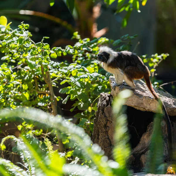 Aap tamarin zittend op een boom — Stockfoto