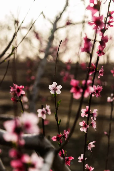 Цвітіння персика сад — стокове фото
