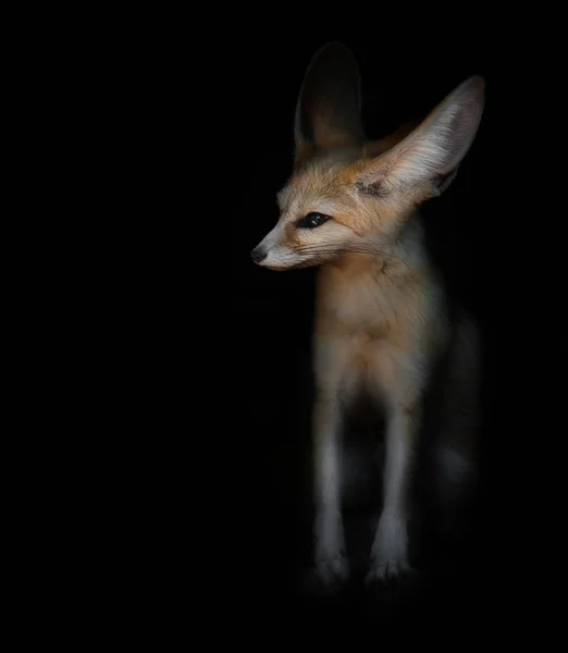 Zorro del desierto Fenech — Foto de Stock