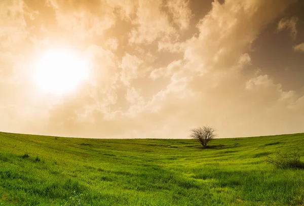 Field with green grass and tree — Stock Photo, Image