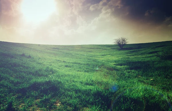 Field with green grass and tree — Stock Photo, Image