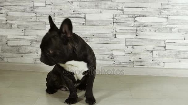 Animal Cão Raça Francês Bulldog Sentado — Vídeo de Stock